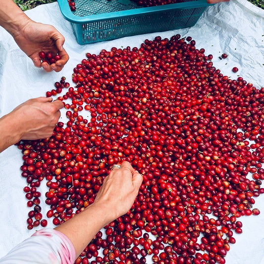 le trie des cerises de cafés
