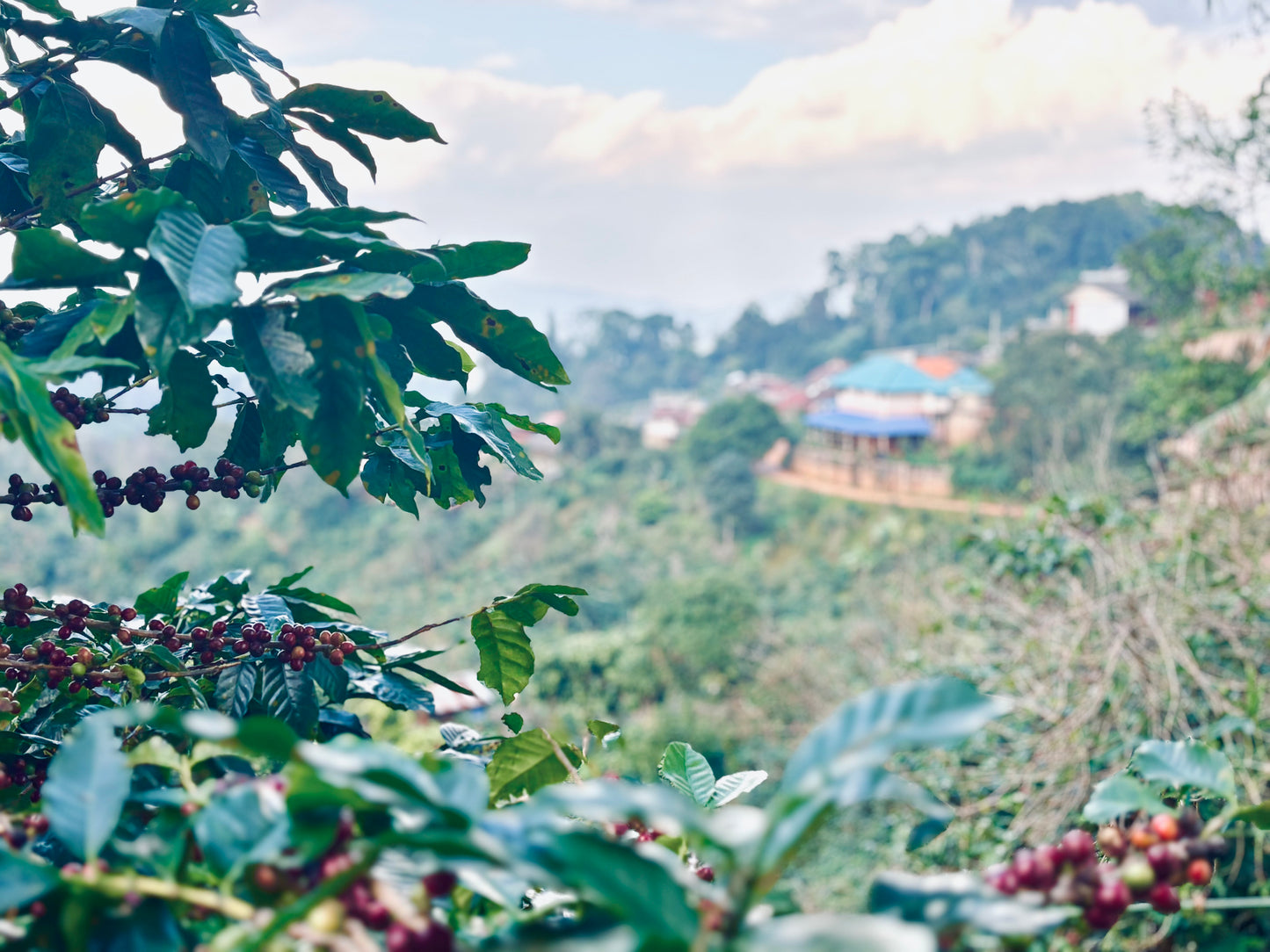 Akha