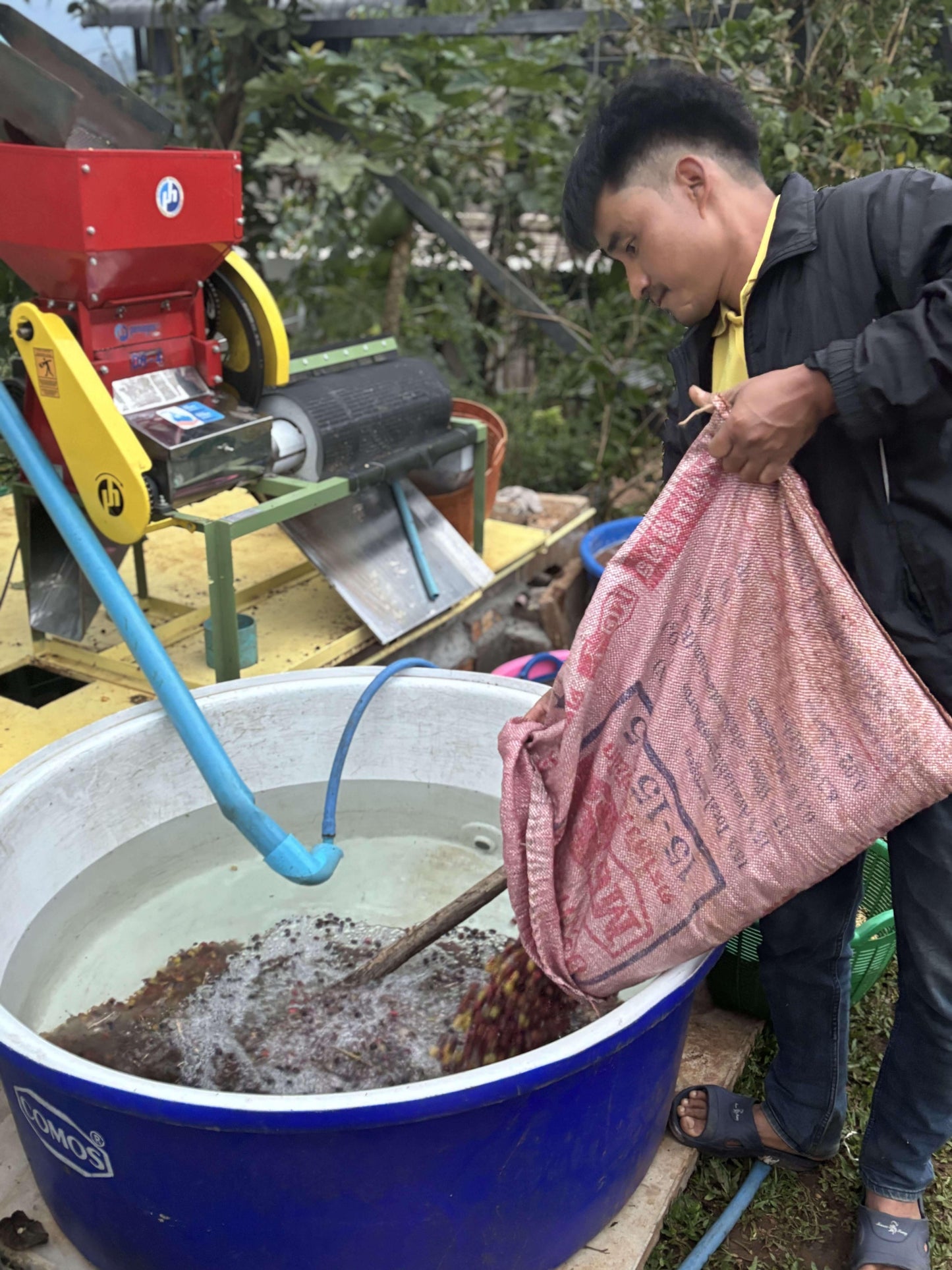 trie des cerises de café a doi pangkhon