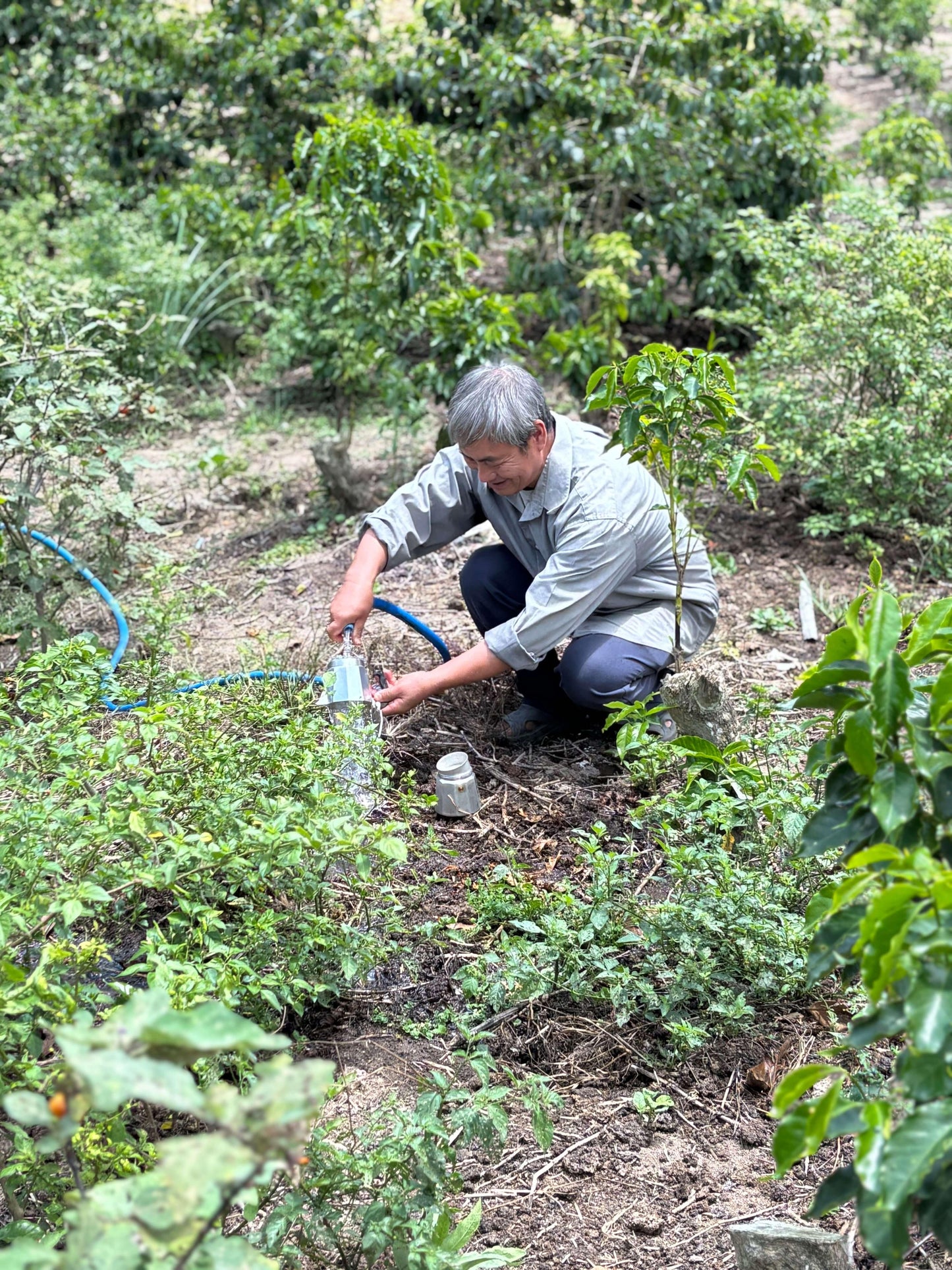 A person tending to plants in a coffee farm, showcasing the care involved in growing Geisha coffee.