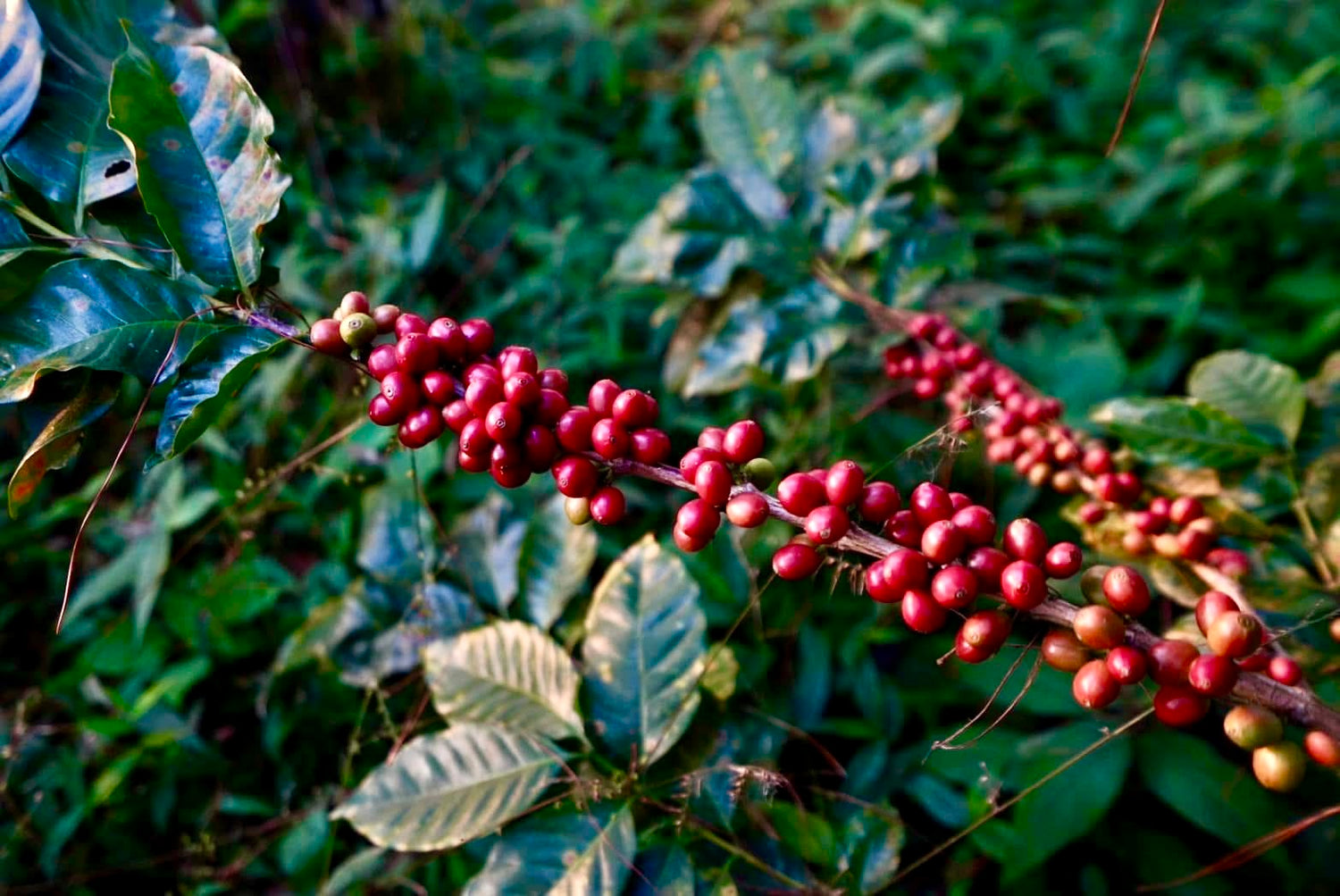 les aromes du siam - gesha - café - café de spécialité - thailande - thailandais - torréfié en france