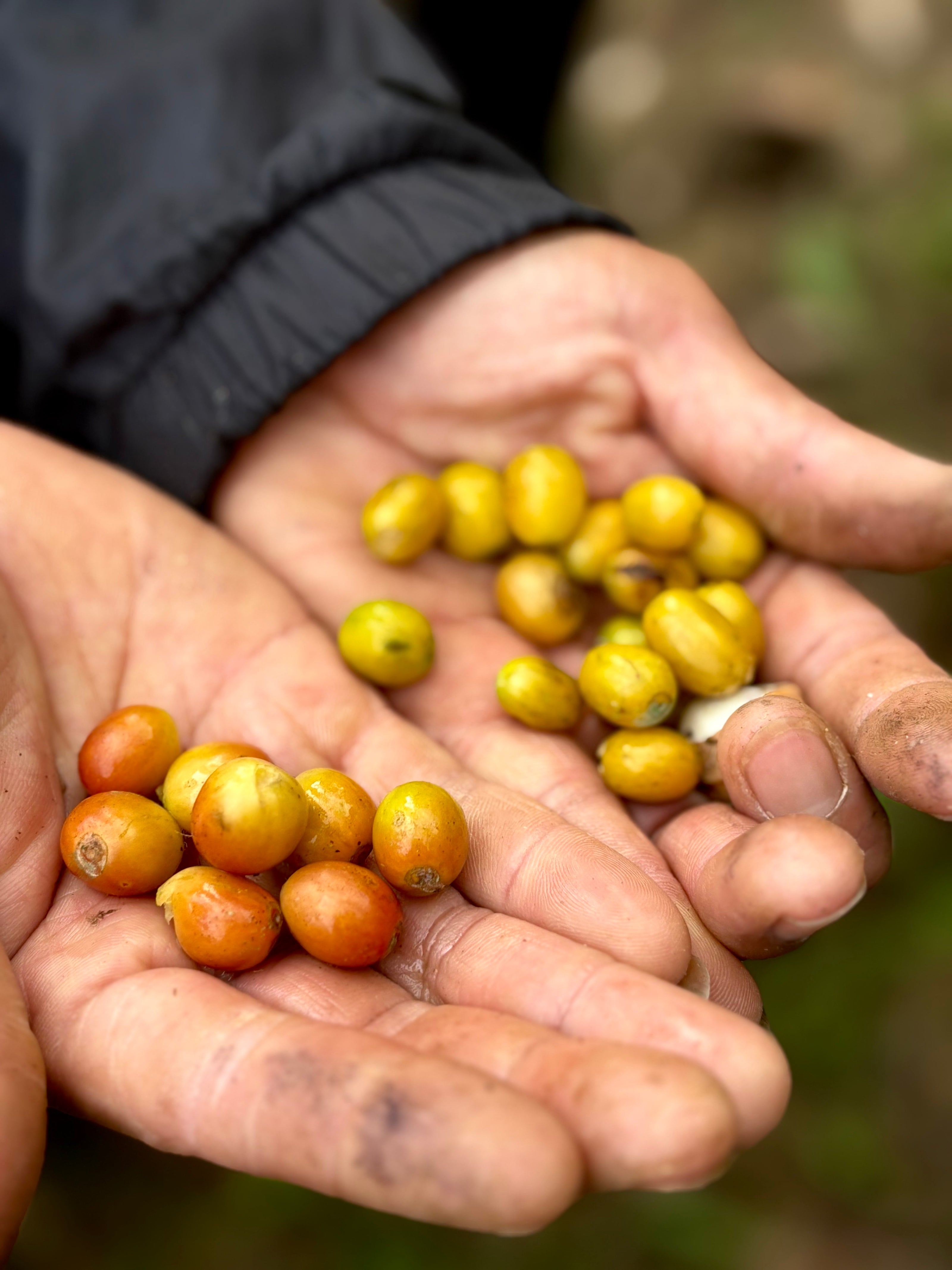 les aromes du siam - koji - geisha- café - café de spécialité - thailande - thailandais - torréfié en france- grains de café
