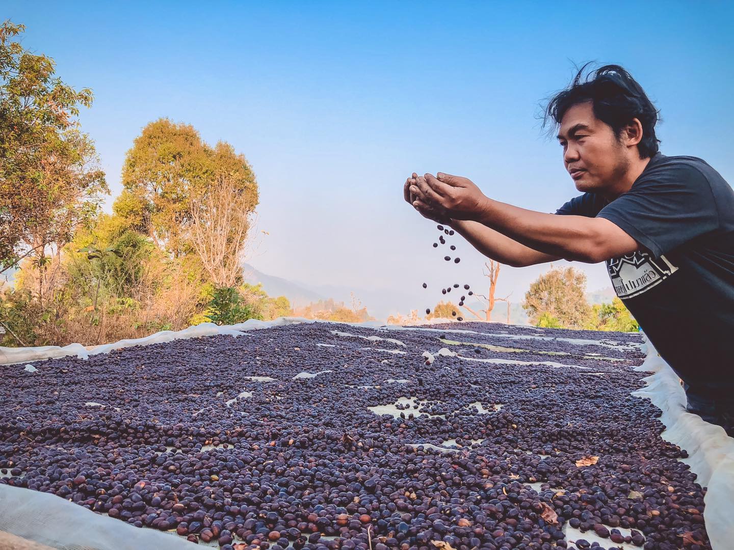 les aromes du siam - koji - geisha- café - café de spécialité - thailande - thailandais - torréfié en france- grains de café