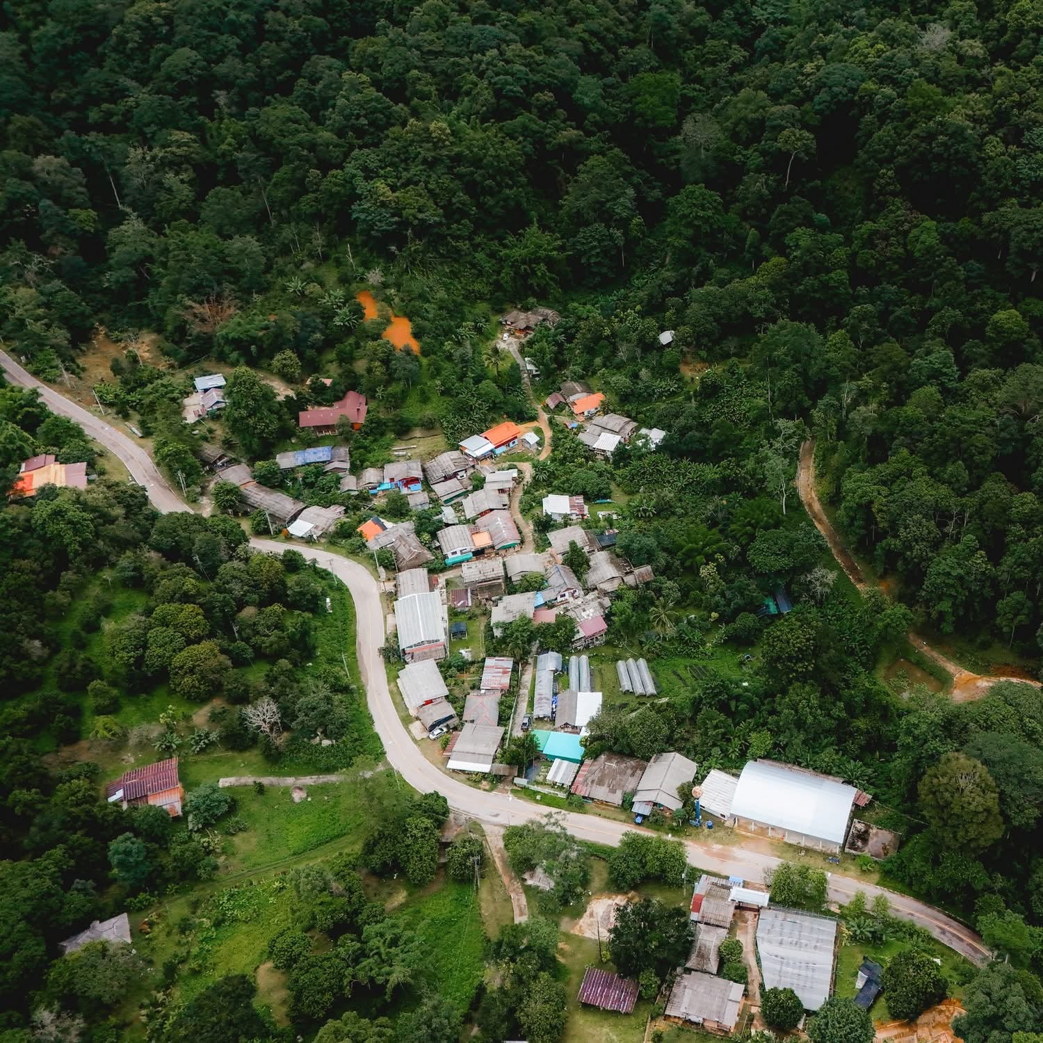 les aromes du siam - koji - geisha- café - café de spécialité - thailande - thailandais - torréfié en france- grains de café